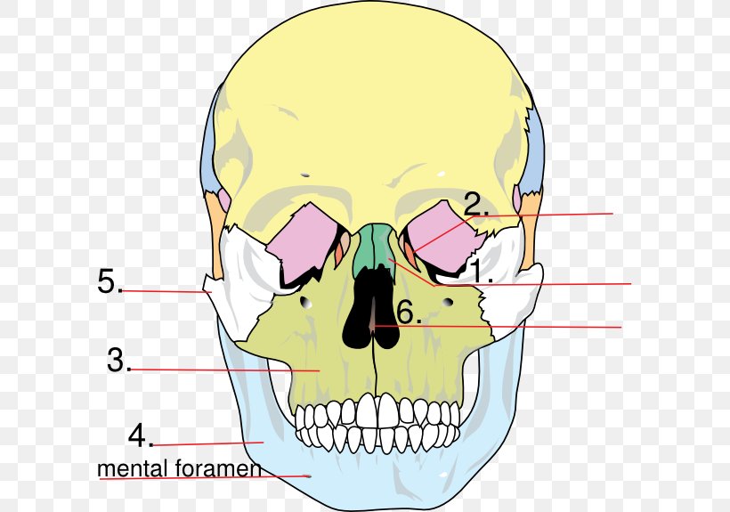 Facial Skeleton Skull Anatomy Human Skeleton Lacrimal Bone, PNG, 600x575px, Watercolor, Cartoon, Flower, Frame, Heart Download Free