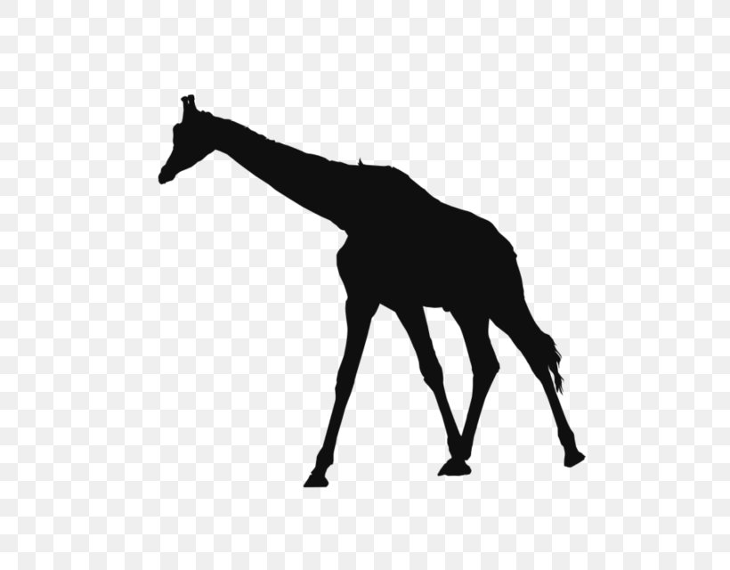 Paper Northern Giraffe Image Animal, PNG, 640x640px, Paper, Animal, Black, Black And White, Blackandwhite Download Free