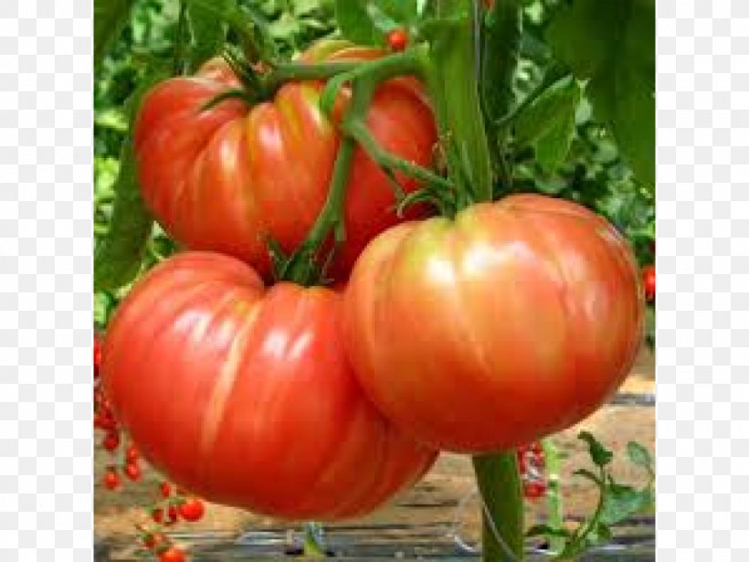 Belmonte Calabro Seed Heirloom Tomato Beefsteak Tomato Capsicum, PNG, 1024x768px, Seed, Auglis, Beefsteak Tomato, Big Beef, Big Rainbow Download Free