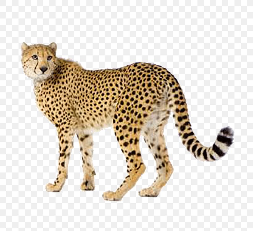 Cheetah Felidae Lion Stock Photography, PNG, 750x750px, Cheetah, Animal Figure, Big Cats, Carnivoran, Cat Like Mammal Download Free
