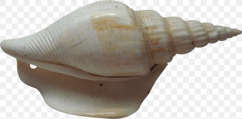 Conch Sea Snail Shankha, PNG, 2233x1098px, Conch, Art, Conch Creative Photography, Conchology, Copyright Download Free