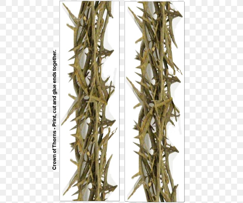 Crown Of Thorns Thorns, Spines, And Prickles T-shirt King, PNG, 529x685px, Crown Of Thorns, Bai Mudan, Baihao Yinzhen, Bancha, Child Download Free