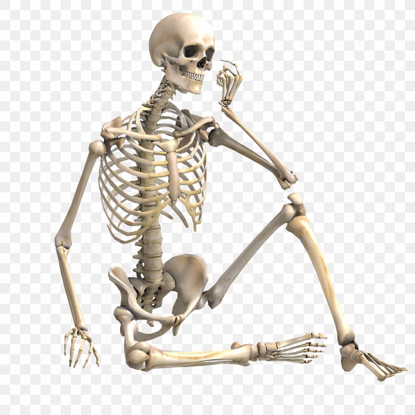 Human Skeleton Stock Photography Bone Skeletal Muscle, PNG, 1000x1000px, Human Skeleton, Anatomy, Bone, Bone Fracture, Figurine Download Free