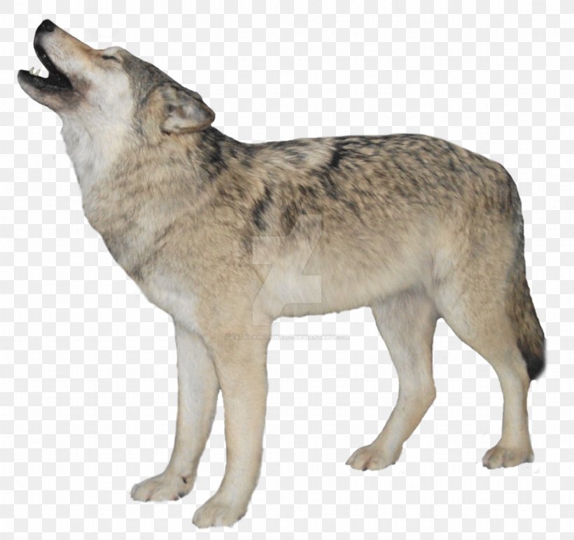 Clip Art Transparency Arctic Wolf Desktop Wallpaper, PNG, 921x867px, Arctic Wolf, Black Wolf, Canis Lupus Tundrarum, Carnivoran, Clipping Path Download Free