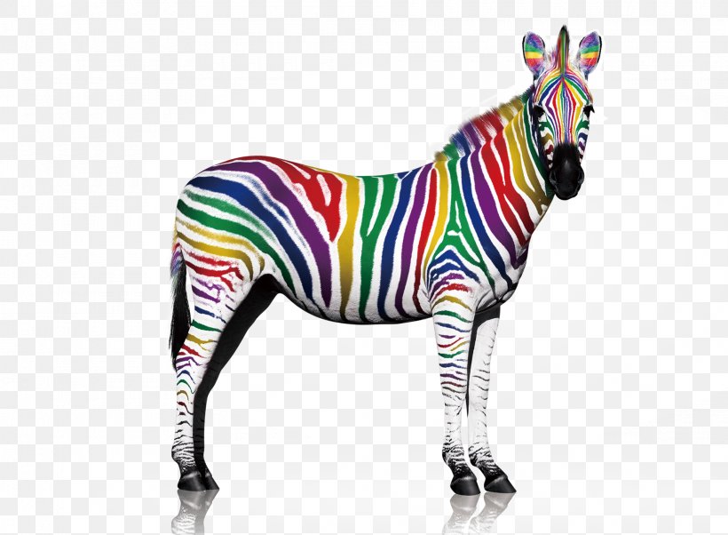 Quagga Zebra Printing, PNG, 1920x1411px, Quagga, Business, Color, Horse Like Mammal, Lacquer Download Free
