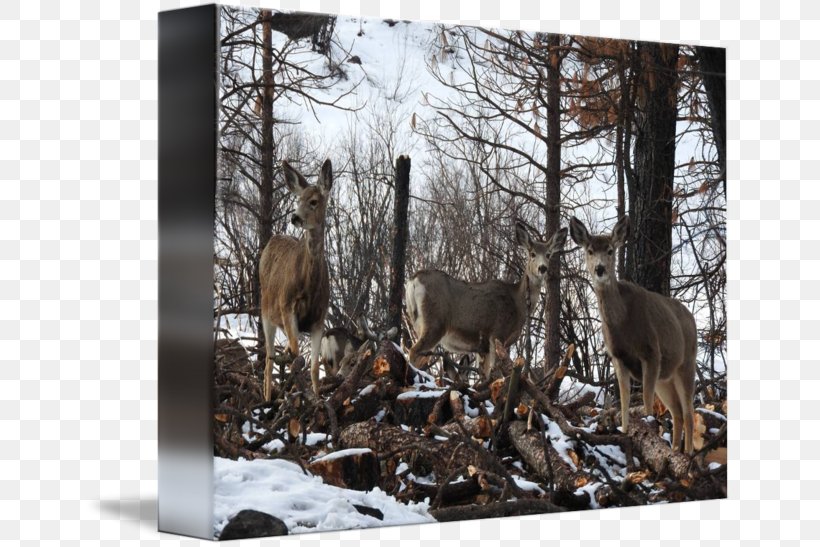 Reindeer National Park Winter Wildlife, PNG, 650x547px, Reindeer, Animal, Deer, Fauna, Forest Download Free