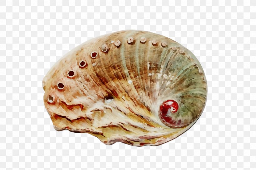Shell Bivalve Cockle Scallop Conch, PNG, 2448x1632px, Watercolor, Bivalve, Clam, Cockle, Conch Download Free
