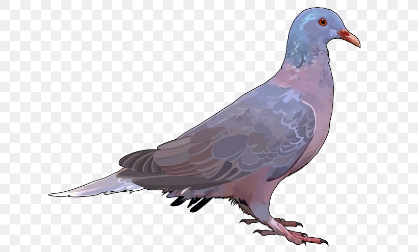 Stock Dove Rock Dove Columbidae Bird Laurel Pigeon, PNG, 700x494px, Stock Dove, Bay Laurel, Beak, Bird, Birdwatching Download Free