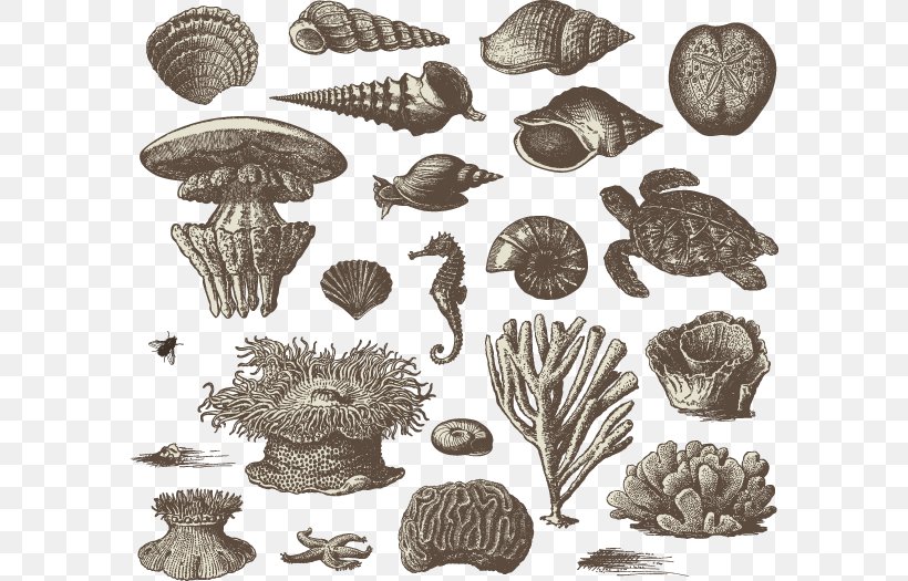 Visual Design Elements And Principles Drawing Illustration, PNG, 586x525px, Drawing, Aquatic Animal, Conchology, Coral, Coral Reef Download Free