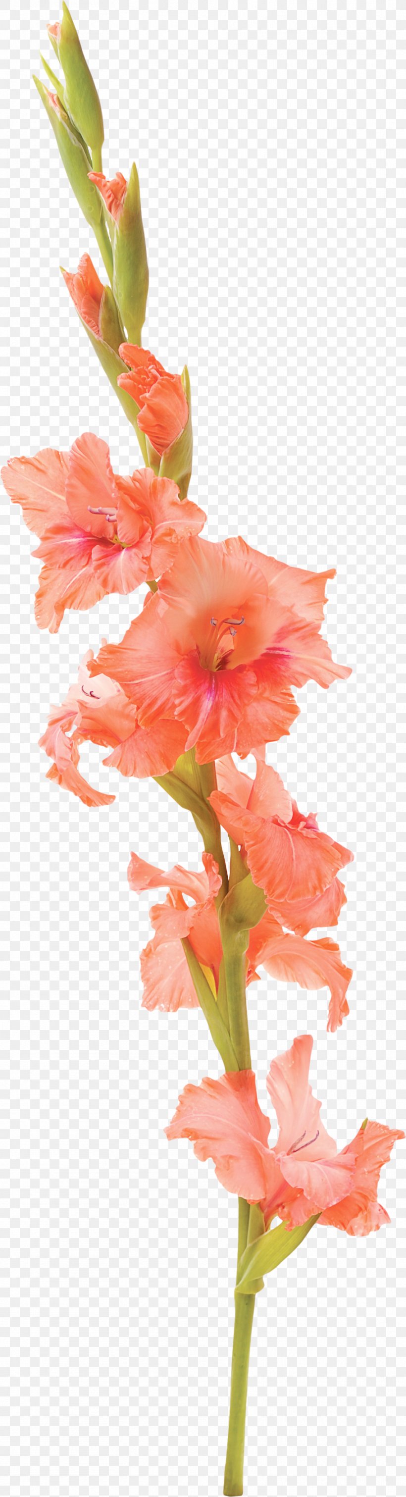 Gladiolus Flower Tattoo Stock Photography Petal, PNG, 909x3352px, Gladiolus, Art, Artificial Flower, Birth Flower, Cut Flowers Download Free
