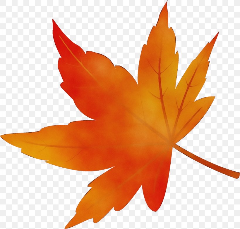 Maple Leaf, PNG, 1024x980px, Watercolor, Flower, Leaf, Maple Leaf, Orange Download Free