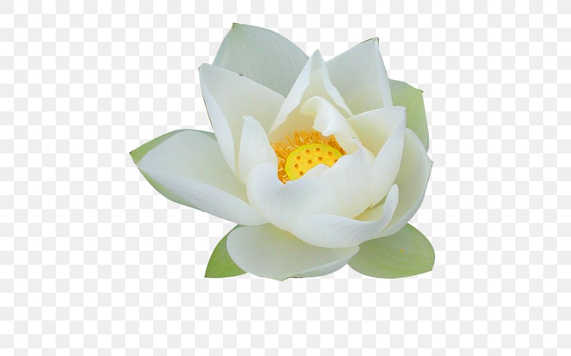 Nelumbo Nucifera Pygmy Water-lily Flower Lilium, PNG, 500x511px, Nelumbo Nucifera, Aquatic Plant, Flower, Flowering Plant, Idea Download Free