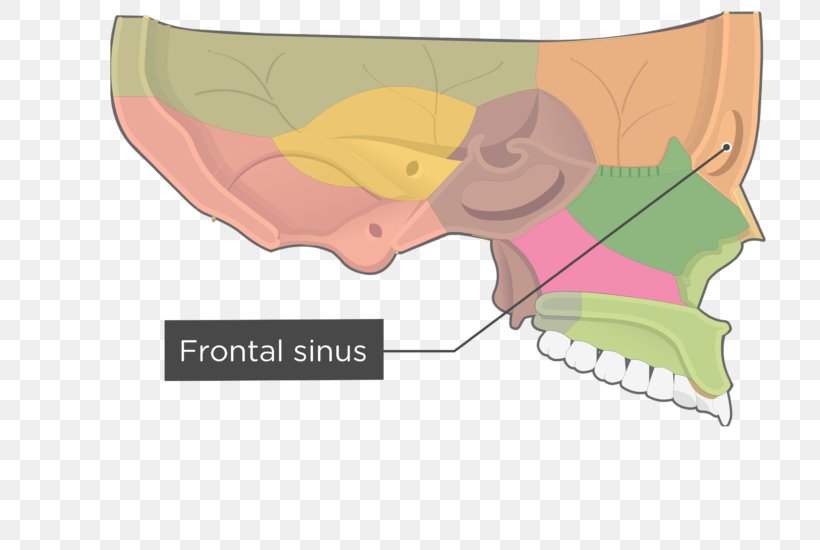 Perpendicular Plate Of Palatine Bone Sphenoid Bone Ethmoid Bone, PNG, 745x550px, Watercolor, Cartoon, Flower, Frame, Heart Download Free