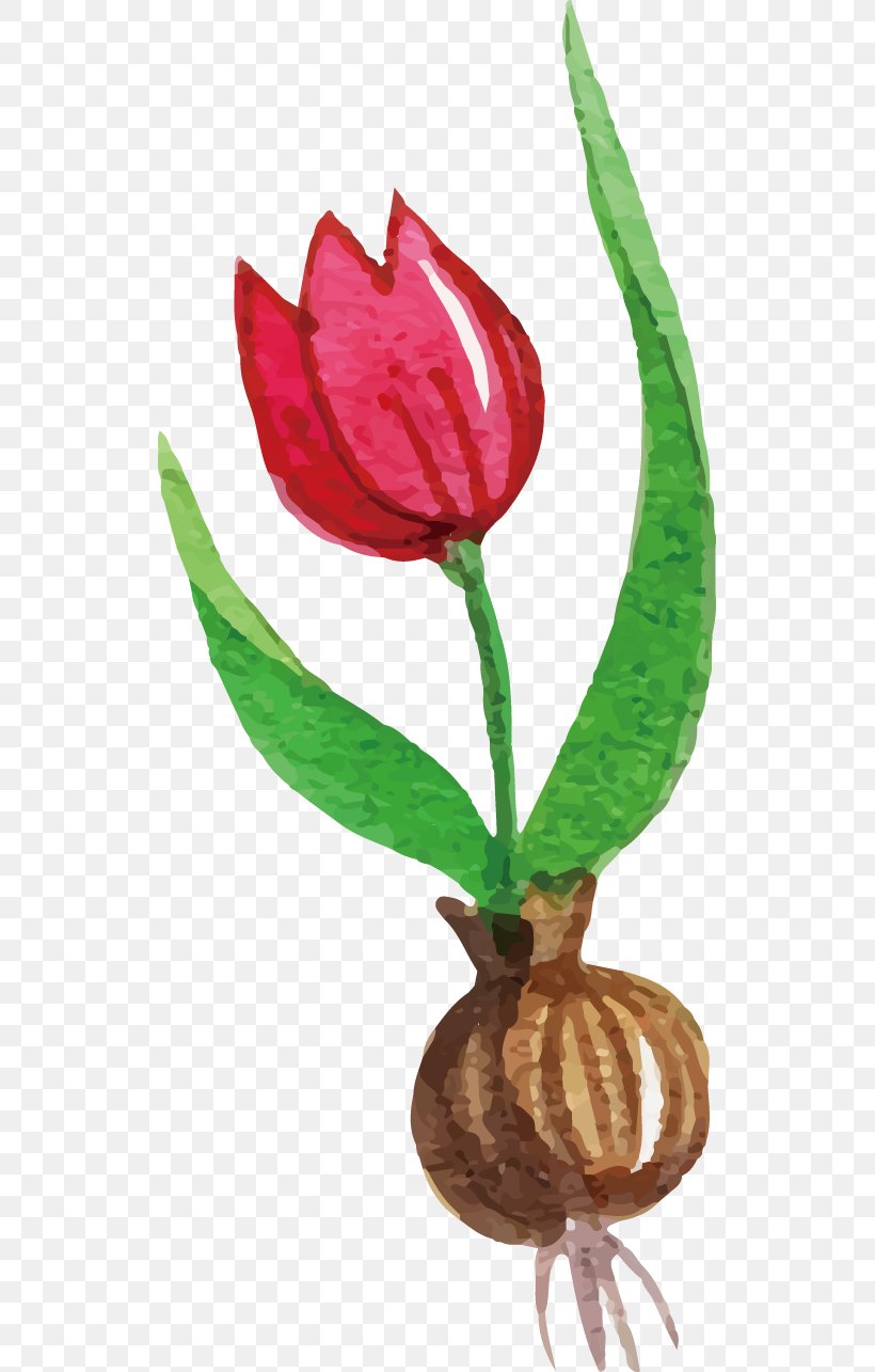Tulip Flower, PNG, 523x1285px, Tulip, Flora, Flower, Flower Bouquet, Flowering Plant Download Free