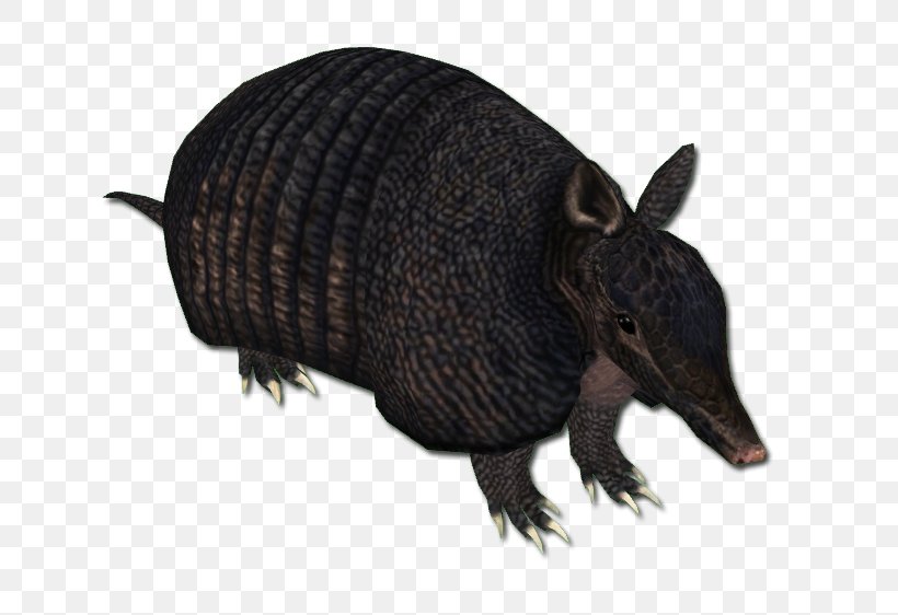 Armadillo Peccary Snout Terrestrial Animal, PNG, 736x562px, Armadillo, Animal, Animal Figure, Cingulata, Fauna Download Free
