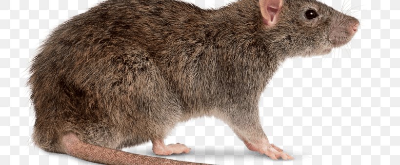 Brown Rat Cockroach Pest Control Bed Bug, PNG, 780x340px, Brown Rat, Bed Bug, Bed Bug Control Techniques, Cockroach, Exterminator Download Free
