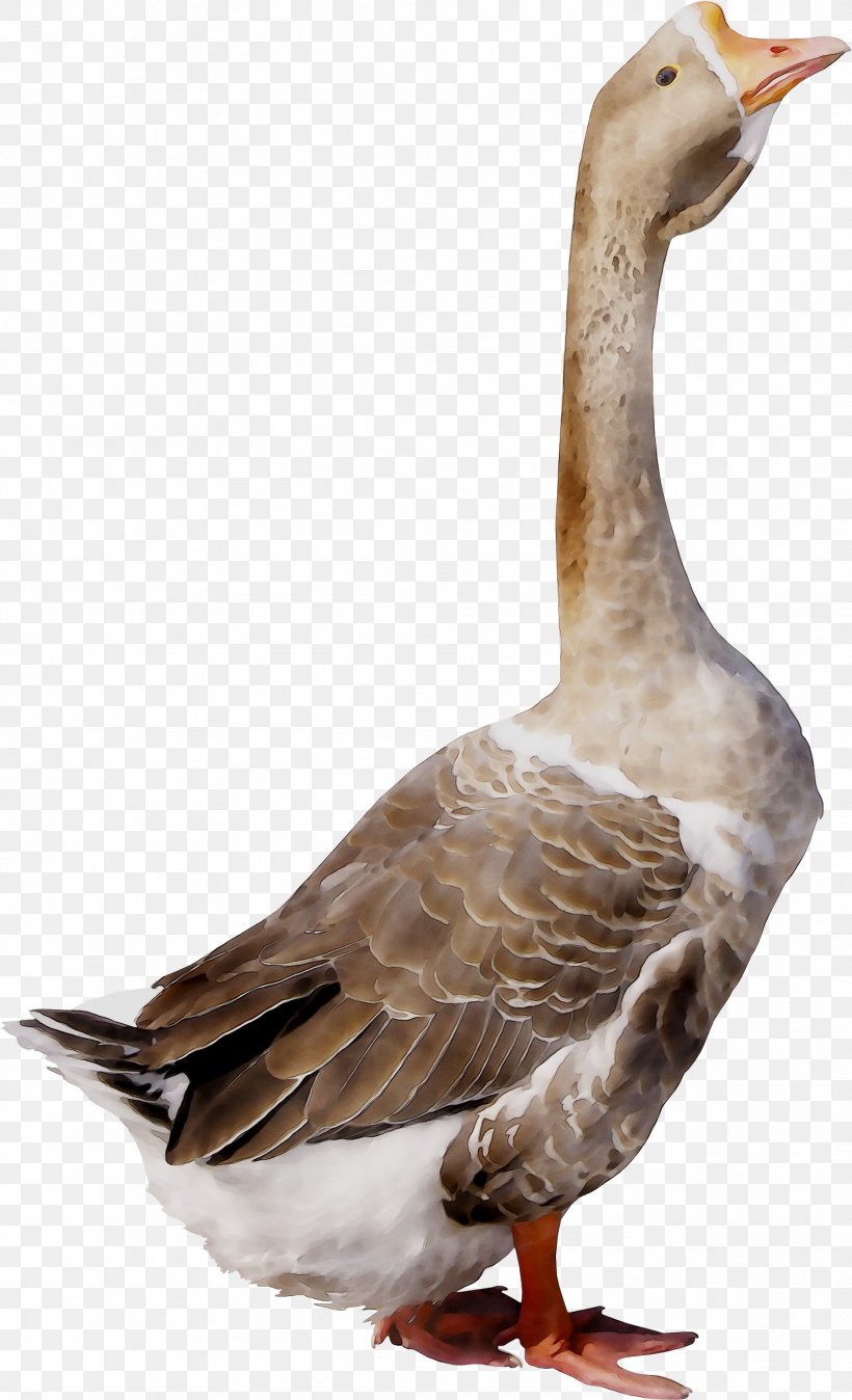 Goose Duck Bird Grey Geese Poultry, PNG, 1917x3153px, Goose, Animal, Beak, Bird, Child Download Free