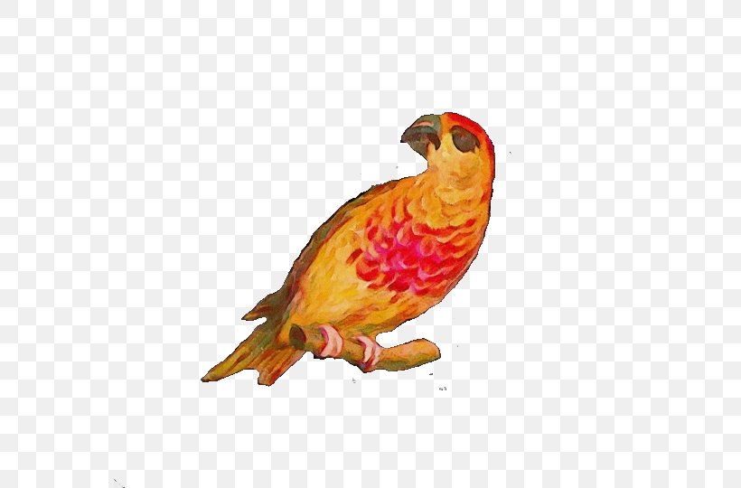 Bird Beak Finch Perching Bird Parrot, PNG, 568x540px, Watercolor, Beak, Bird, Canary, Falconiformes Download Free