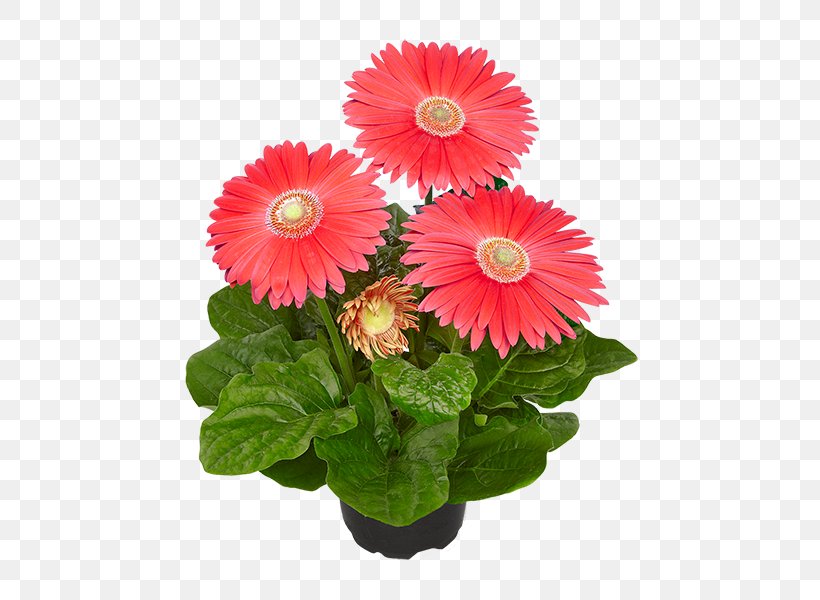 Cut Flowers Transvaal Daisy Gala Bingo Floristry, PNG, 600x600px, Cut Flowers, Annual Plant, Dahlia, Daisy, Daisy Family Download Free