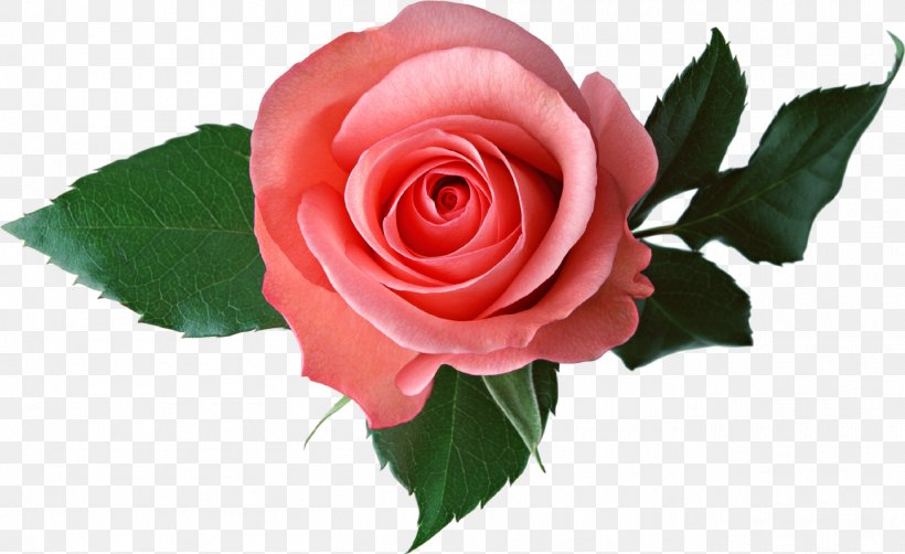 Garden Roses Flower Pink Clip Art, PNG, 1305x800px, Rose, China Rose, Cut Flowers, Floribunda, Floristry Download Free