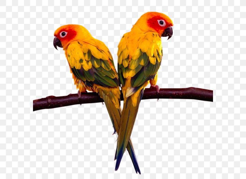 Parrot Lovebird Cockatiel Loriini, PNG, 600x599px, Parrot, Beak, Bird, Bird Food, Birdcage Download Free