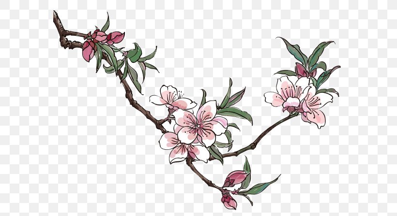 Peach Blossom Drawing Clip Art, PNG, 600x447px, Peach, Art, Blossom, Branch, Cherry Blossom Download Free
