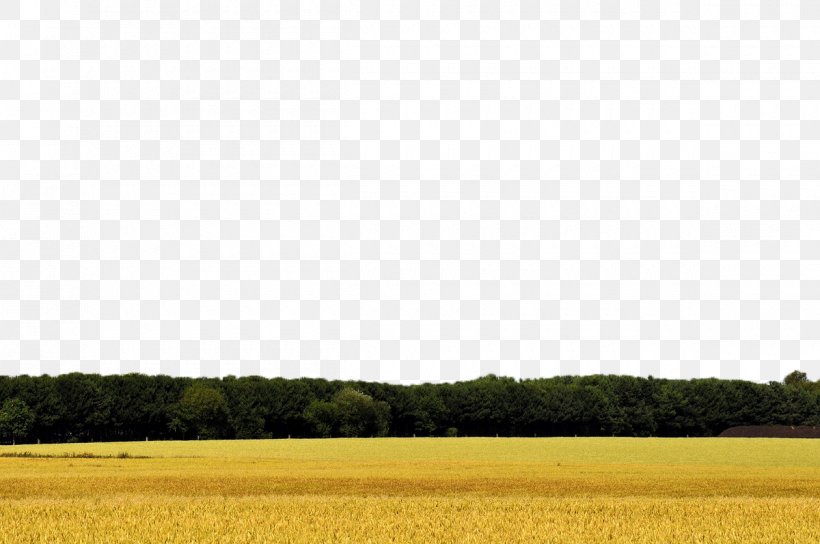 Yellow Pattern, PNG, 1200x797px, Yellow, Field, Grass, Grassland, Landscape Download Free