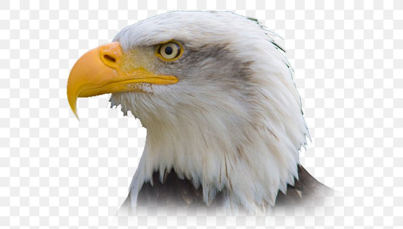Bald Eagle Bird Philippine Eagle Golden Eagle, PNG, 628x466px, Bald Eagle, Accipitriformes, Beak, Bird, Bird Of Prey Download Free