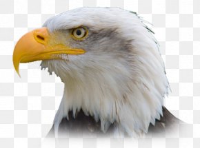 philippine eagle images philippine eagle transparent png free download favpng com