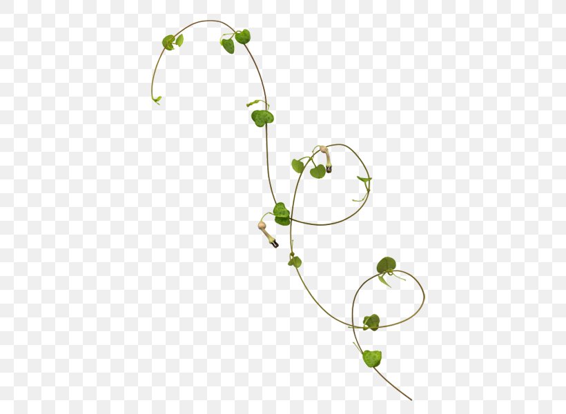 Vine Leaf Plant Stem Rattan, PNG, 600x600px, Vine, Body Jewelry, Branch, Calameae, Common Ivy Download Free