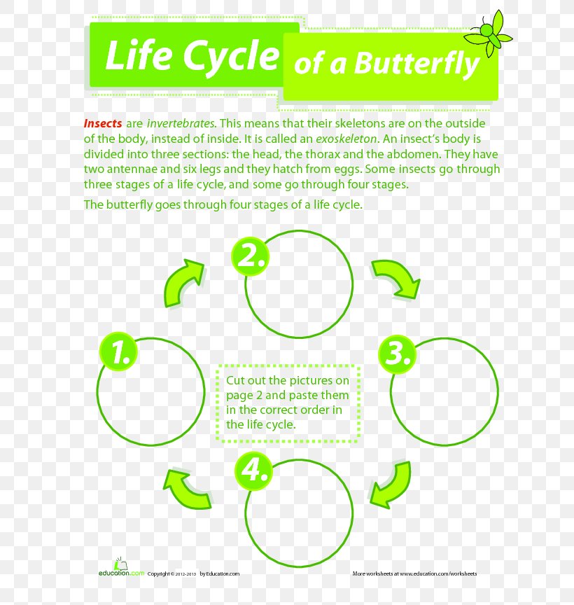 Butterfly Worksheet Biological Life Cycle Frog Third Grade, PNG, 684x864px, Butterfly, Area, Biological Life Cycle, Biology, Brand Download Free