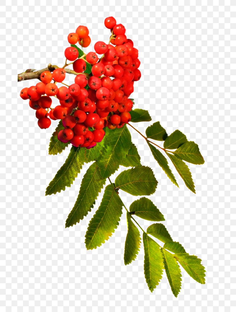 DeviantArt Rowan Berry Autumn, PNG, 720x1080px, Deviantart, Art, Autumn, Berry, Fruit Download Free