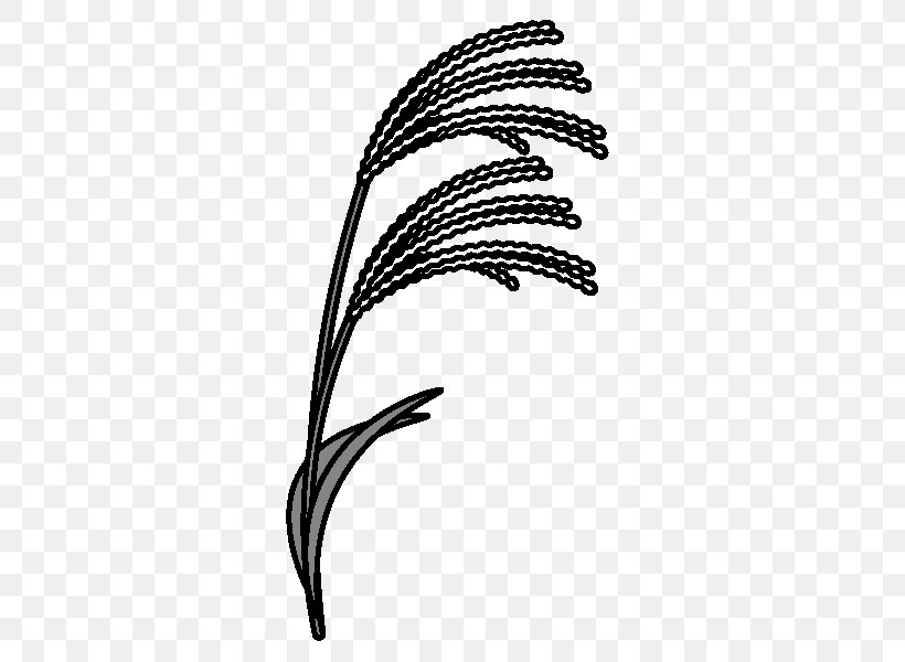 Grasses Susukino Black And White Chinese Silver Grass Pampas Grass, PNG, 600x600px, Grasses, Black And White, Chinese Silver Grass, Coloring Book, Commodity Download Free