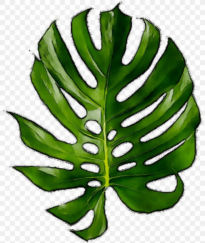 Leaf T-shirt Email Fruit Plant Stem, PNG, 997x1177px, Leaf, Alismatales, Arum Family, Botany, Breakfast Cereal Download Free