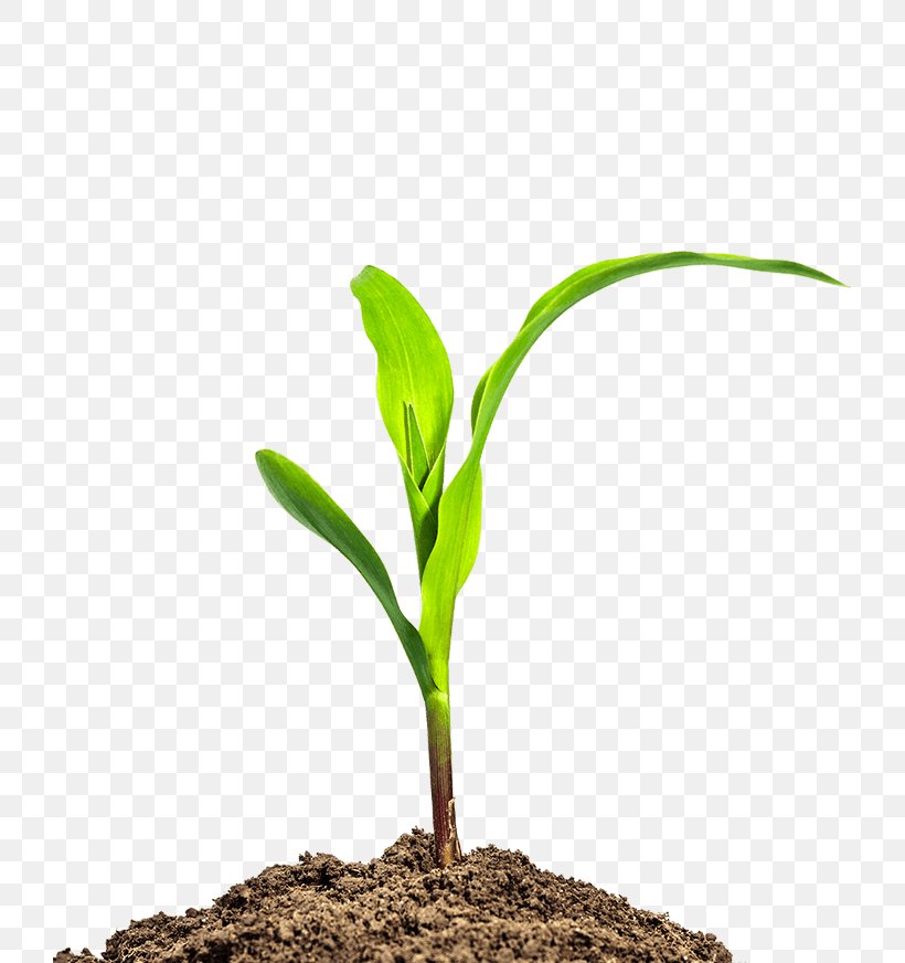 Maize Seedling Business Agriculture, PNG, 723x872px, Maize, Agriculture, Baby Corn, Business, Businesstobusiness Service Download Free