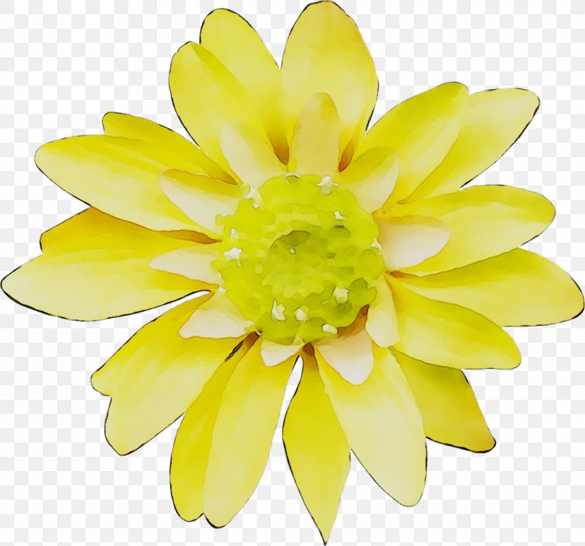 Petal Floristry Yellow Cut Flowers, PNG, 1089x1016px, Petal, Artificial Flower, Common Daisy, Cut Flowers, Daisy Family Download Free