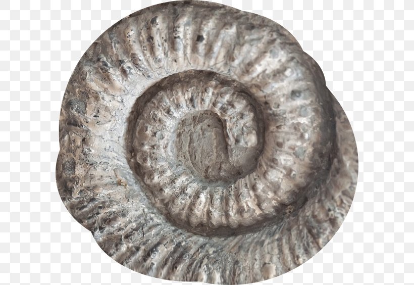 Seashell Fossil Ammonites Spiral Stock Photography, PNG, 600x564px, Seashell, Alamy, Ammonites, Fossil, Gastropod Shell Download Free