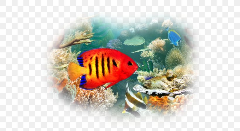 Tropical Fish Aquariums Desktop Wallpaper Pet, PNG, 600x450px, Tropical Fish, Aquarium, Aquariums, Coral Reef Fish, Fish Download Free