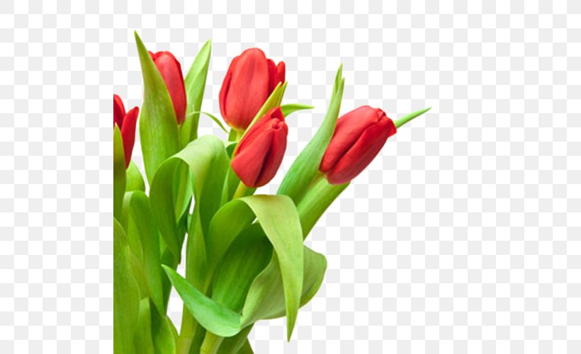 Tulip Red Flower Bouquet White, PNG, 500x500px, Tulip, Bud, Color, Cut