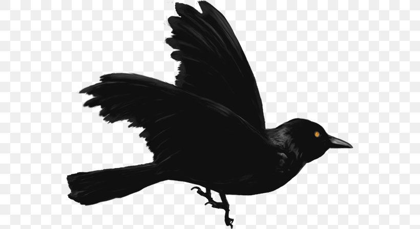 American Crow New Caledonian Crow Common Raven, PNG, 560x448px, American Crow, Beak, Bird, Blackbird, Common Raven Download Free