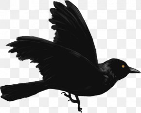 Corbeau Images Corbeau Transparent Png Free Download