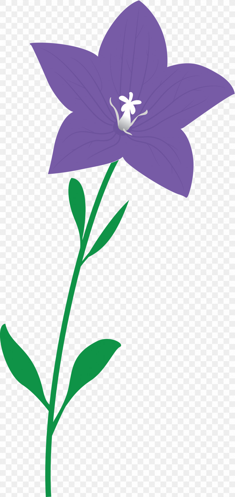 Balloon Flower, PNG, 1418x3000px, Balloon Flower, Flora, Flower, Herbaceous Plant, Lavender Download Free