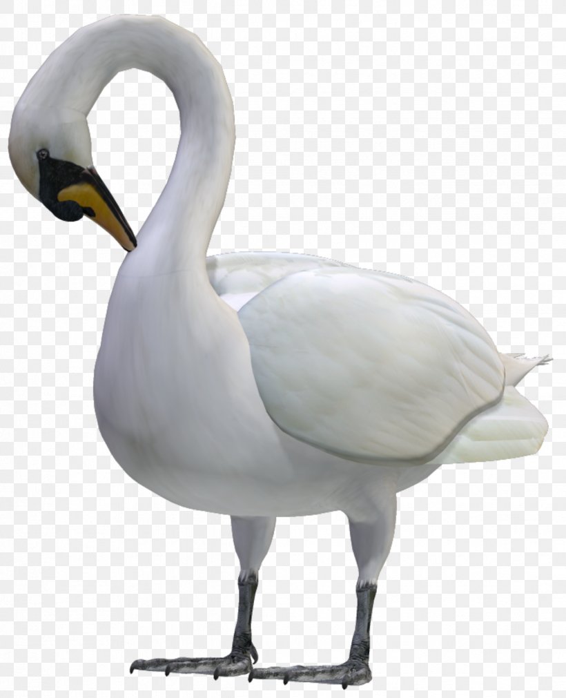 Bird Black Swan Insect Clip Art, PNG, 1239x1528px, Bird, Albom, Animal, Art, Beak Download Free