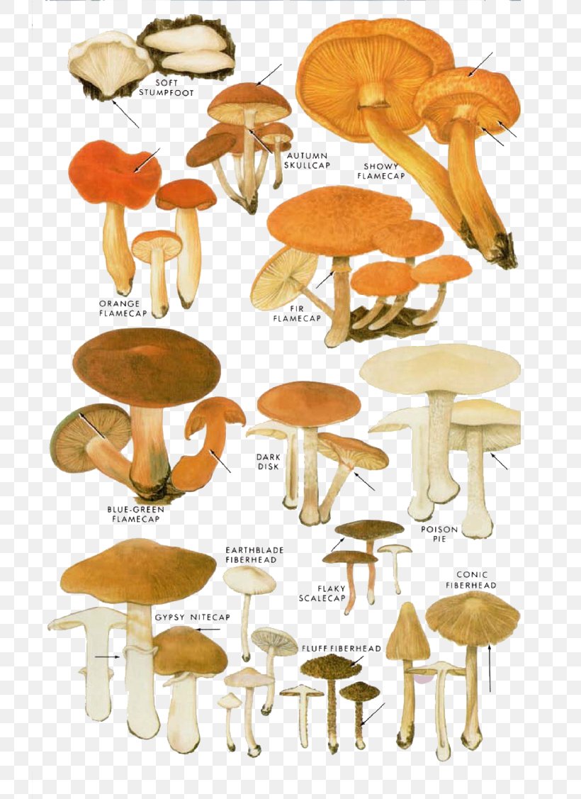 Edible Mushroom Fungus Shiitake Illustration, PNG, 730x1127px, Mushroom, Aesthetics, Botanical Illustration, Calocybe Gambosa, Common Mushroom Download Free