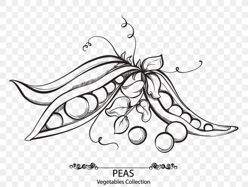 Snow Pea Drawing Euclidean Vector Bean, PNG, 1024x772px, Snow Pea, Artwork, Bean, Black And White, Drawing Download Free