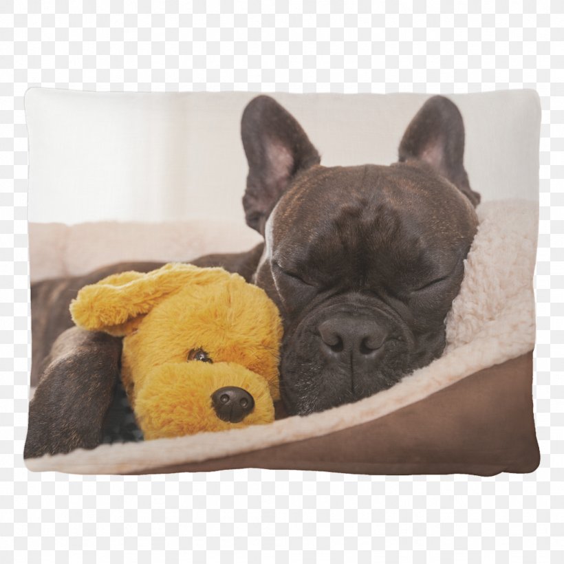 Stock Photography French Bulldog Jack Russell Terrier Chihuahua Pet Sitting, PNG, 1024x1024px, Stock Photography, Bark, Bed, Blanket, Bulldog Download Free