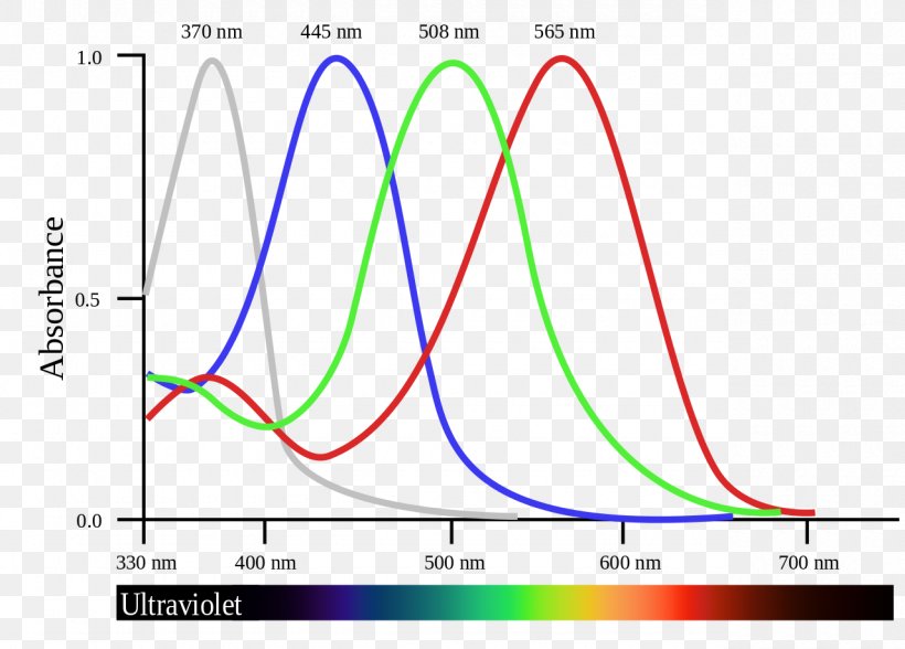 Bird Tetrachromacy Visual Perception Color Vision Cone Cell, PNG, 1280x919px, Bird, Area, Bird Vision, Color, Color Vision Download Free