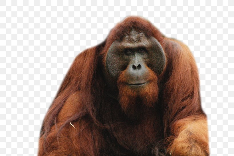 Bornean Orangutan Borneo Chimpanzee Gorilla Sumatran Orangutan, PNG, 662x548px, Borneo, Bornean Orangutan, Borneo Orangutan Survival, Chimpanzee, Fauna Download Free