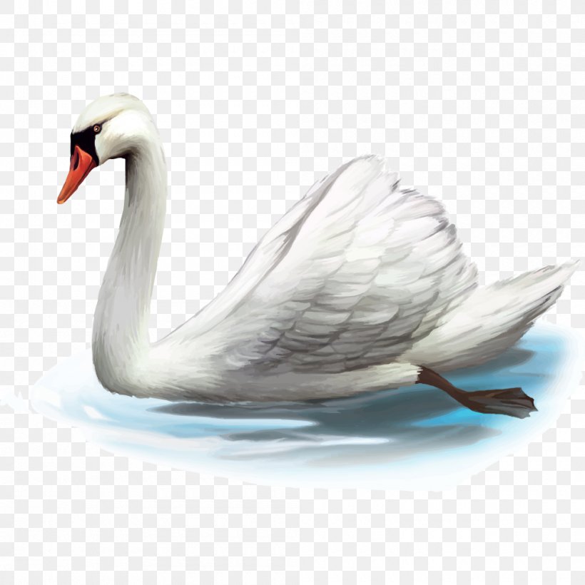 Cygnini Cartoon Illustration, PNG, 1000x1000px, Cygnini, Animal, Beak, Bird, Cartoon Download Free