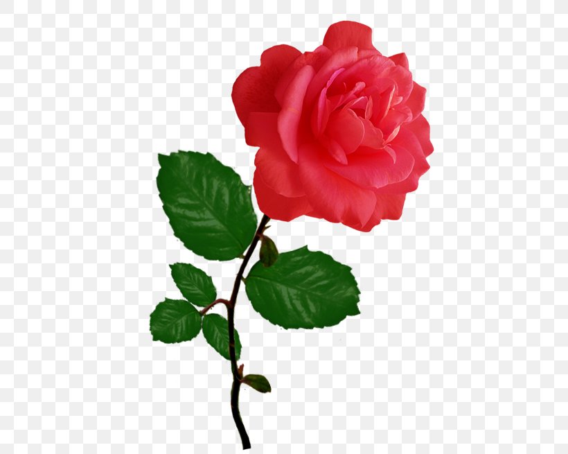 Garden Roses Cabbage Rose Red Floribunda Clip Art, PNG, 494x655px, Garden Roses, Cabbage Rose, China Rose, Color, Cut Flowers Download Free